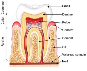 Schema d'une dent annoteé