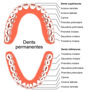 dents_permanentes