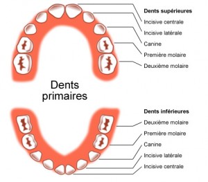 dents_primaires