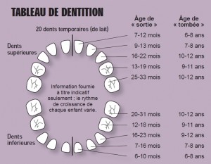 tableau-calendrier-dentition